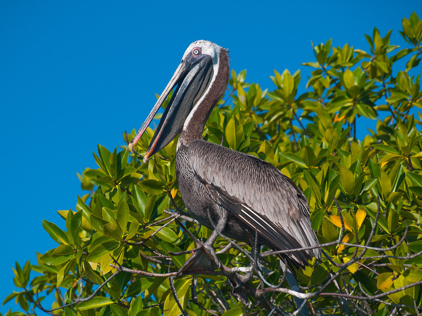 P4081890 
 Keywords: E-400, Ecuador, Galapagos, Galapagos Islands, Olympus, Pelicans, animals, birds, nature, travel, wildlife