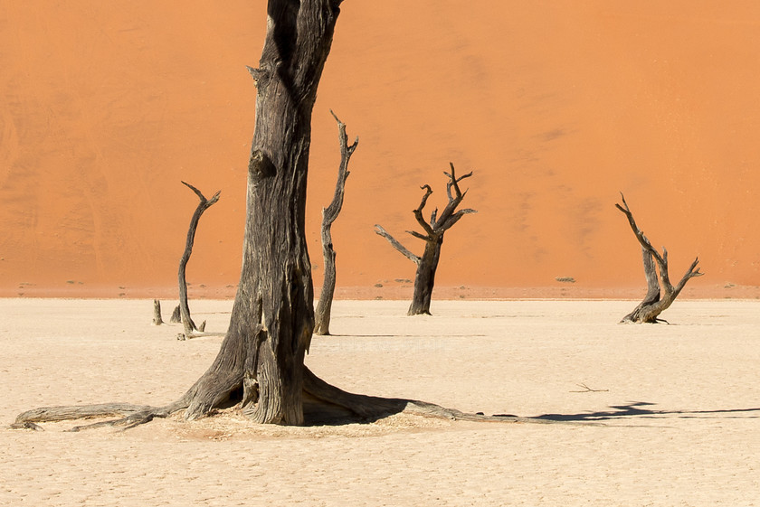 DSC 3458 
 Keywords: Africa, Deadvlei, Namib desert, Namib-Naukluft National Park, Namibia, Sossuvlei, South West Africa, dunes, landscapes, sand, sand dunes, travel
