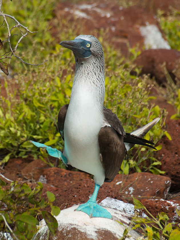 P4092079 
 Keywords: Blue-foot Boobies, Boobies, E-400, Galapagos, Isla Seymour Norte, Olympus, animals, birds, wildlife