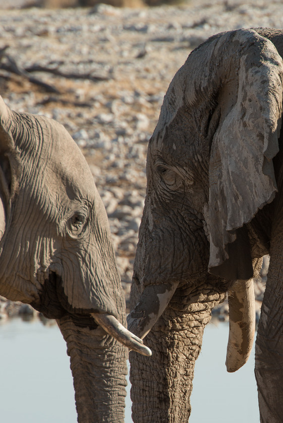 DSC 4340 
 Keywords: Africa, Etosha, Etosha National Park, Namibia, South West Africa, animals, elephants, mammals, travel, watering hole, wildlife