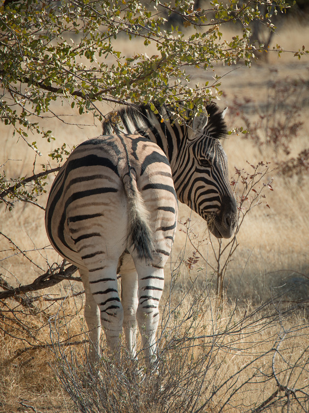 DSC 4195 
 Keywords: Africa, Etosha, Etosha National Park, Namibia, South West Africa, animals, mammals, travel, wildlife, zebra