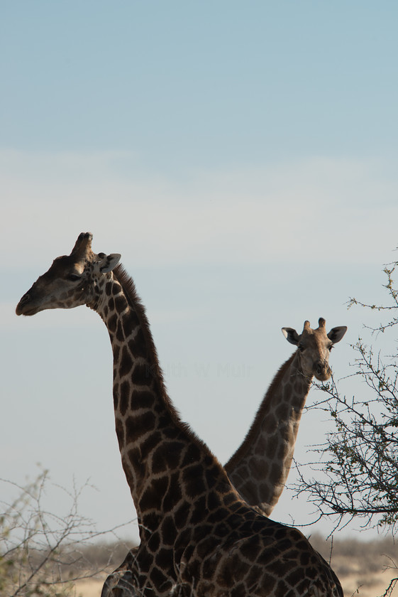 DSC 4745 
 Keywords: Africa, Etosha, Etosha National Park, Namibia, South West Africa, animals, giraffe, mammals, travel, wildlife