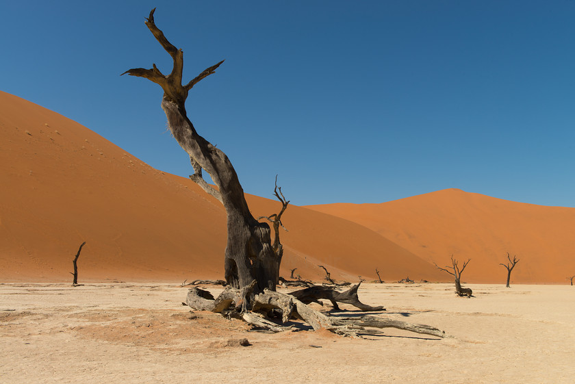 DSC 3462 
 Keywords: Africa, Deadvlei, Namib desert, Namib-Naukluft National Park, Namibia, Sossuvlei, South West Africa, dunes, landscapes, sand, sand dunes, travel