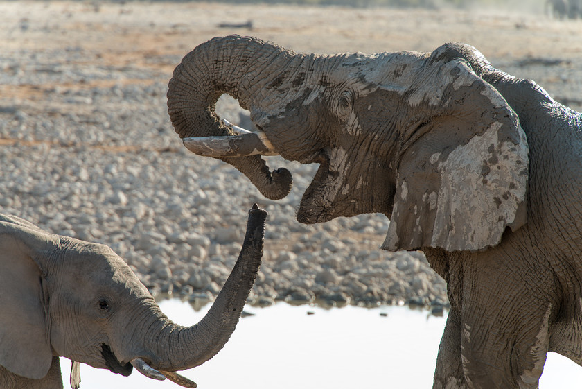 DSC 4293 
 Keywords: Africa, Etosha, Etosha National Park, Namibia, South West Africa, animals, elephants, mammals, travel, watering hole, wildlife